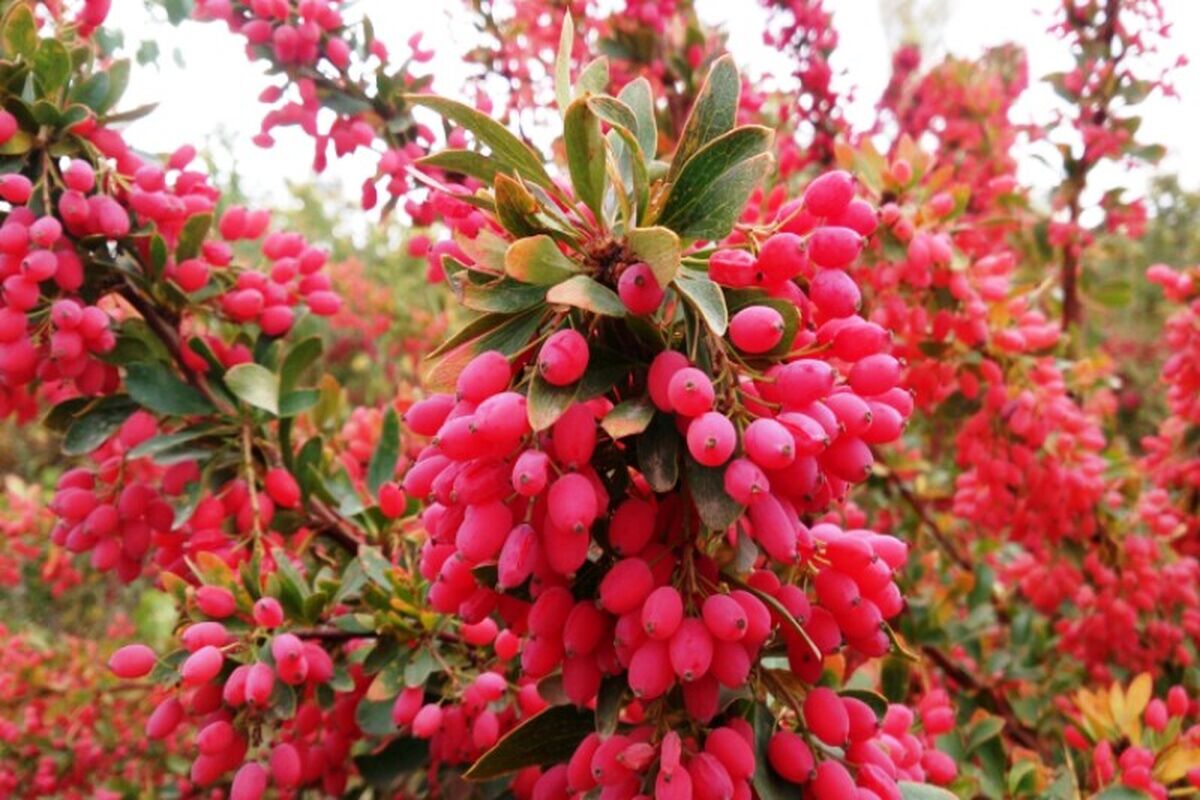 زرشک کوهی
