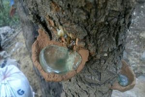 کشف ۶۰۰ لیتر سقز کوهی در شهرستان الیگودرز