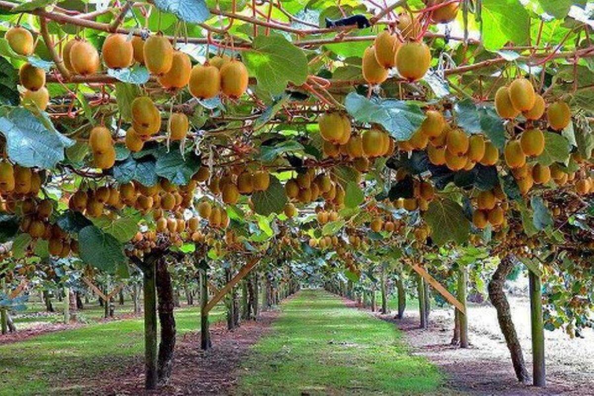 کیوی