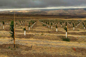 تولید نهال‌های سالم، استاندارد و گواهی شده در باغ‌های مادری استان