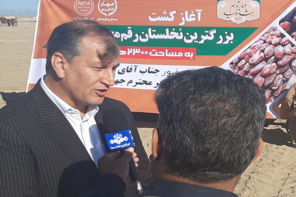 نخلستان