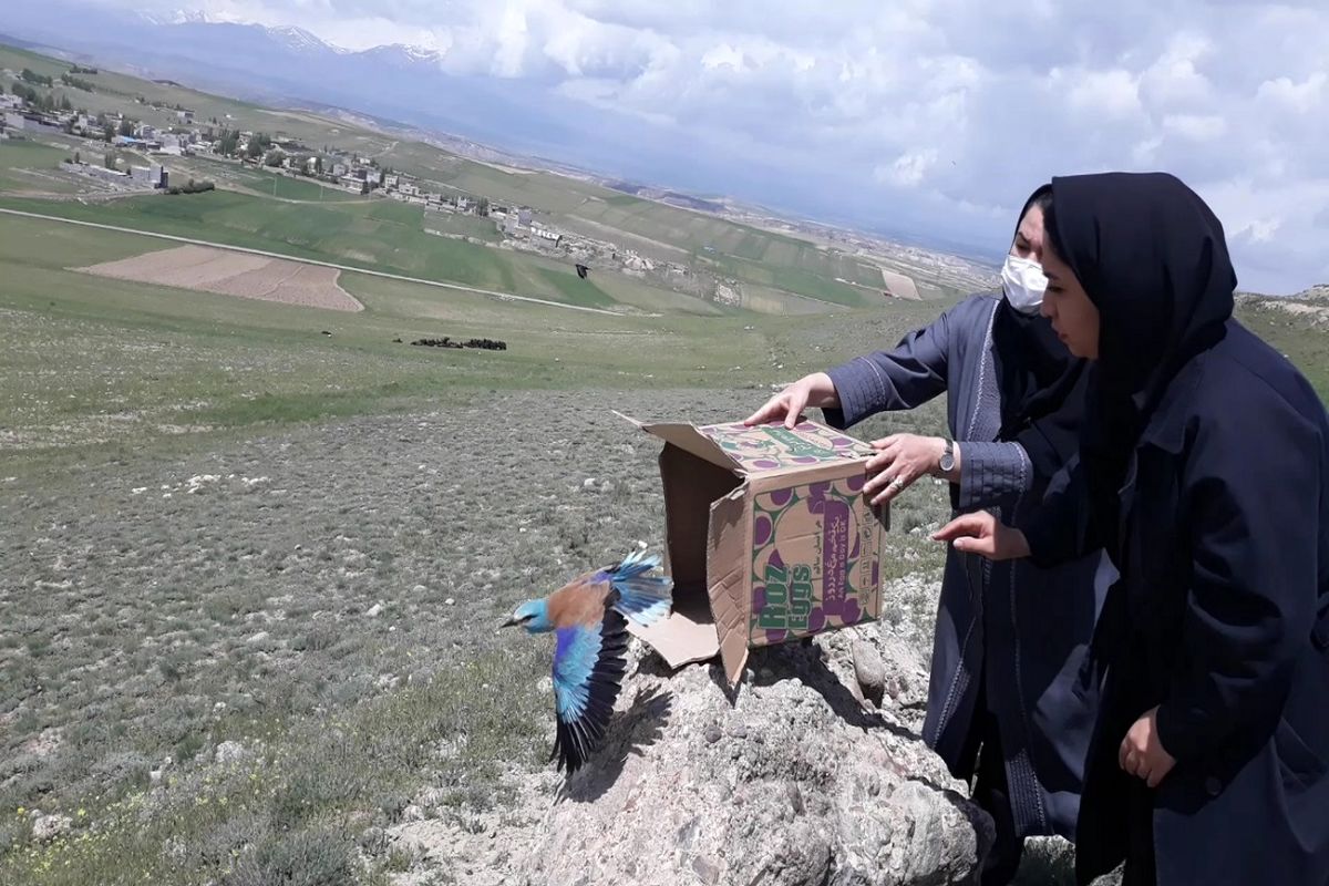 رهاسازی پرندگان در اردبیل
