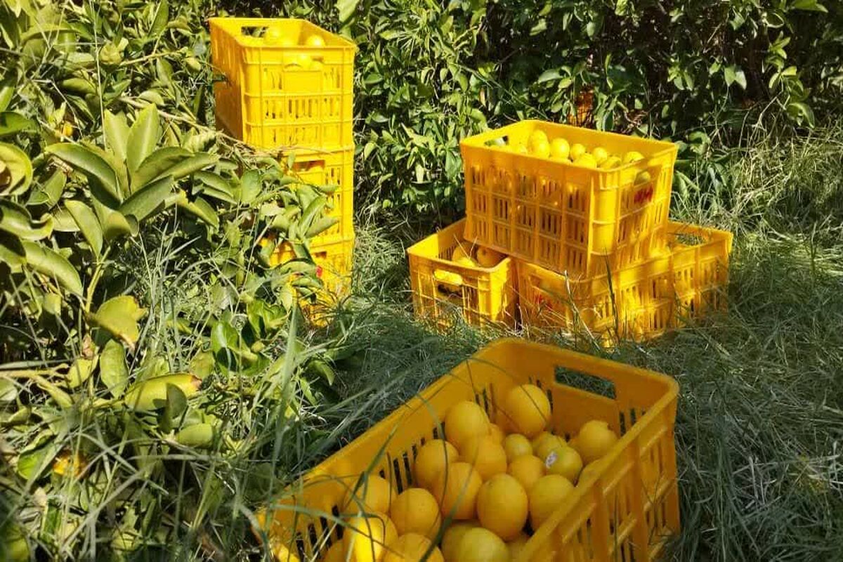 مرکبات 
