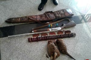 دستگیری ۴ شکارچی قرقاول در بهشهر 