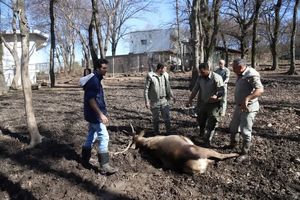 انتقال 4 رأس گوزن قرمز از پناهگاه حیات وحش سمسکنده ساری به استان یزد