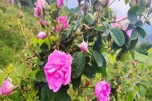 کاشت درختچه گل محمدی در بیش از 100 هکتار فضای سبز شهر قم