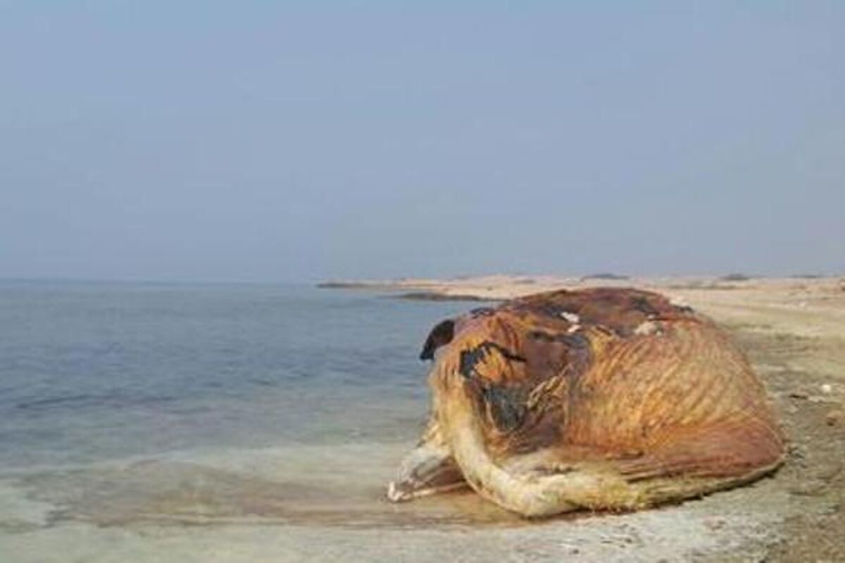 نهنگ آبی