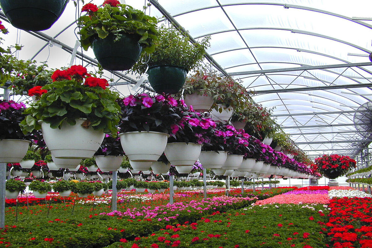 گلخانه های کشور