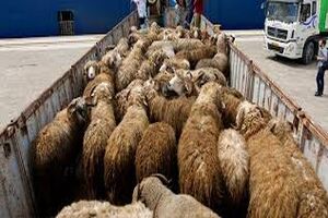 آغاز عملیات اصلاح‌نژاد دام سبک عشایری در خراسان رضوی