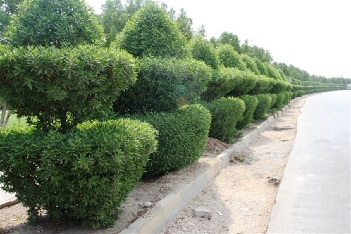 کنوکارپوس