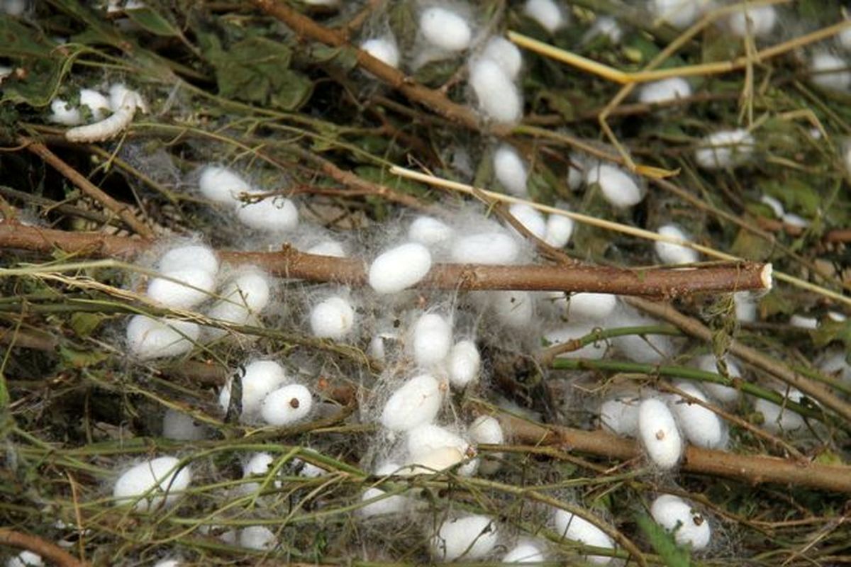 پیله ابریشم