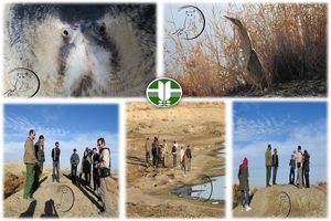 رهاسازی پرنده بوتیمار در حاشیه تالاب بین المللی گاوخونی