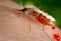 هشدار درباره موج تازه تب دنگی در هرمزگان