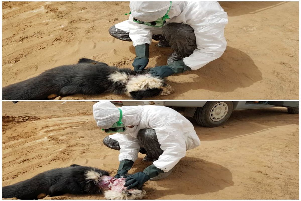 بهداشت کاشان