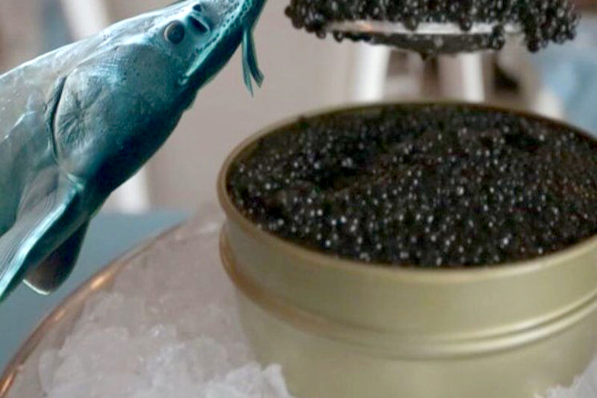 ماهیان خاویاری سبزوار