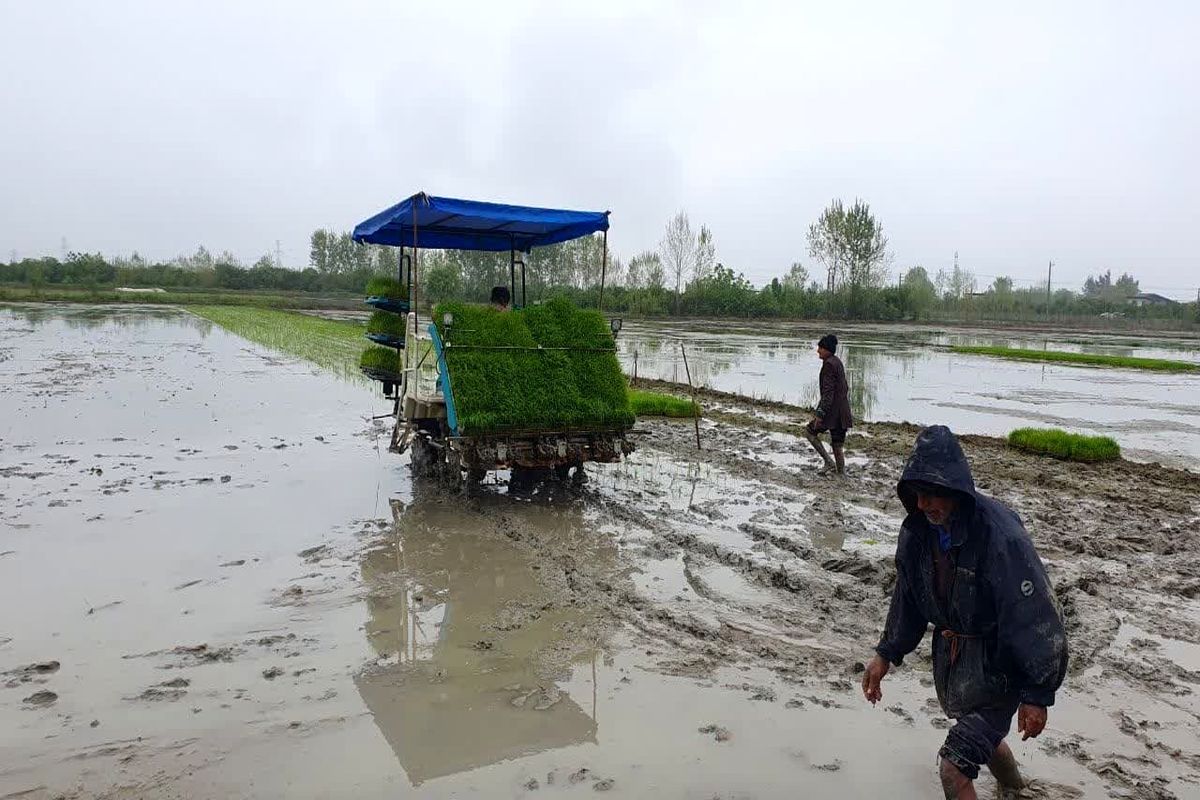 آغاز نشاء برنج در شالیزار‌های مازندران