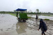 آغاز نشاء برنج در شالیزار‌های مازندران