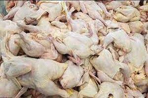 کشف 4 تن مرغ غیر بهداشتی در اصفهان