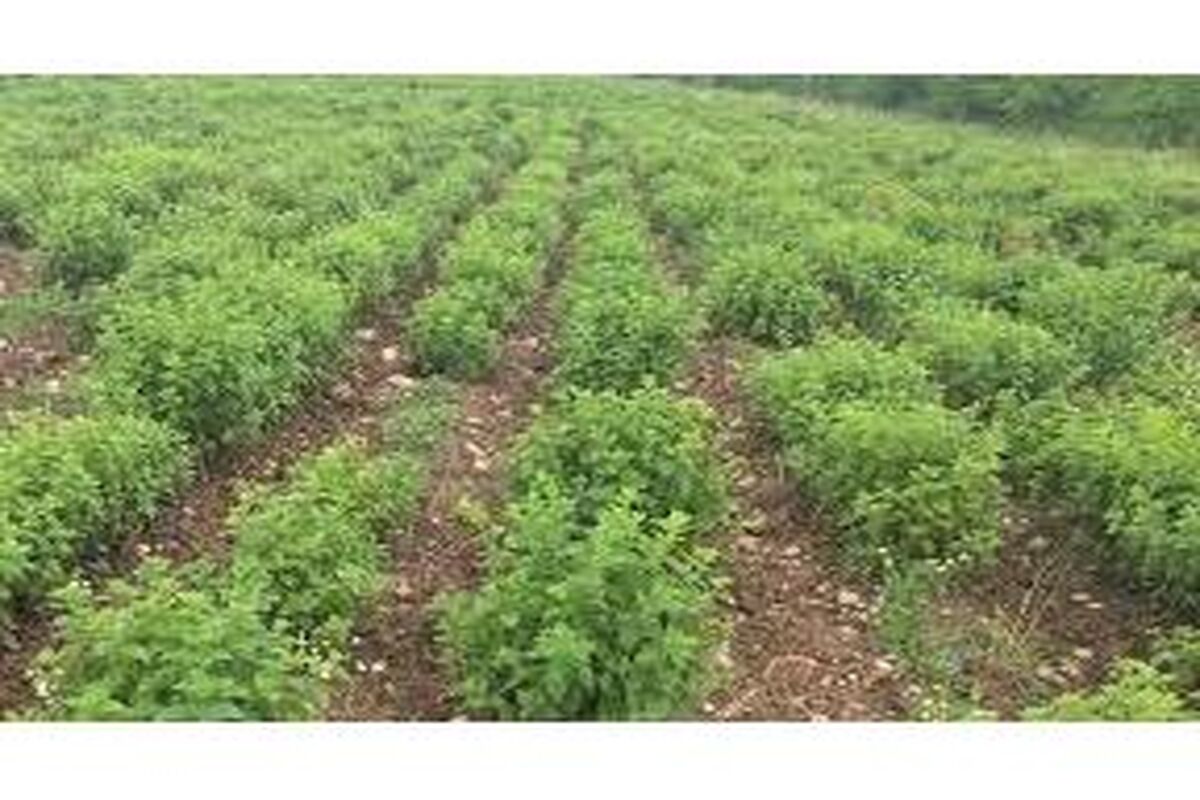 جهاد کشاورزی بهشهر