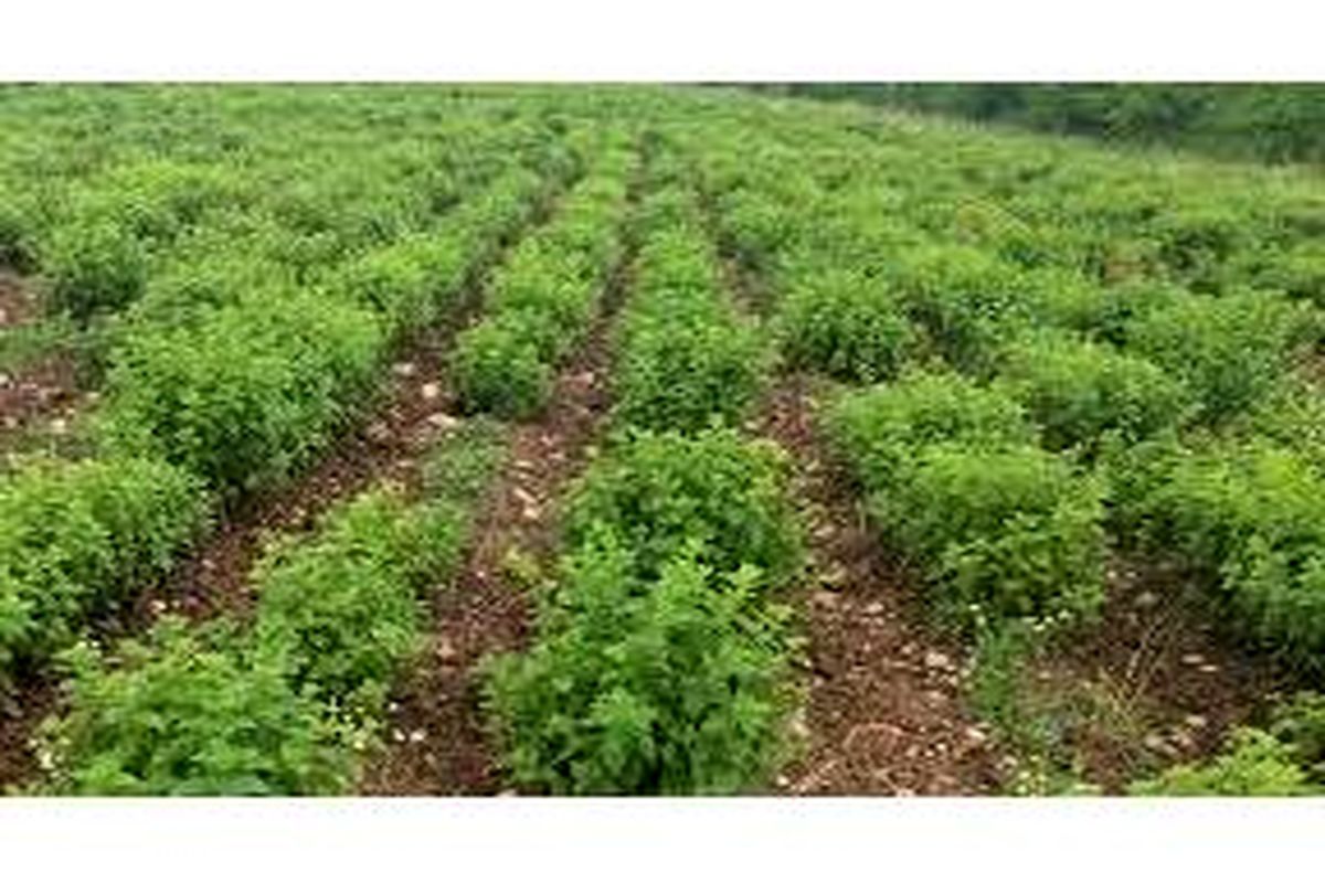 جهاد کشاورزی بهشهر