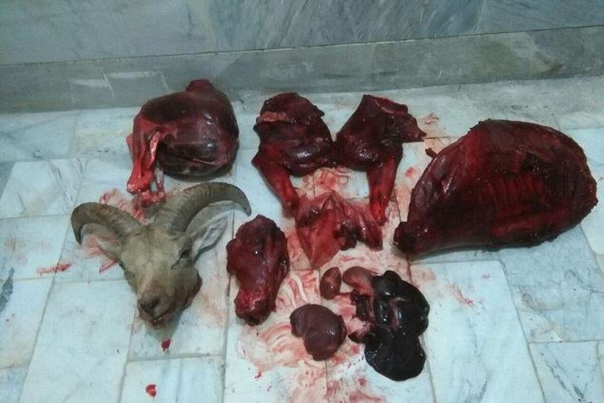 لاشه قوچ وحشی