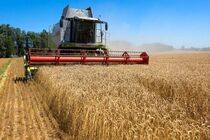 پرداخت ۱۸.۲ میلیارد تومان خسارت برای مزارع گندم اندیمشک انجام شد 