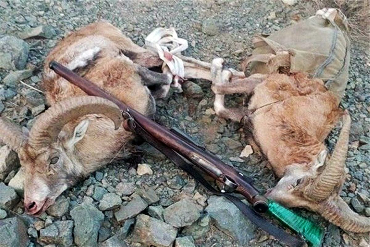 شکارچیان متخلف سفیدکوه خرم آباد