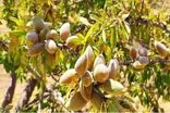 صادرات بادام از محدودیت‌های ایجادشده مستثنی است