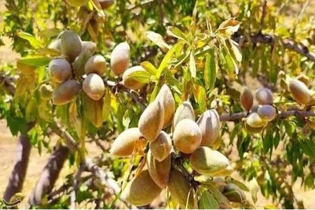 بادام