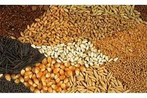 وزارت جهاد کشاورزی منتظر تصمیم واردکننده ها نمی ماند /  تعهدات یک شرکتواردکننده به پشتیبانی امور دام منتقل شده است