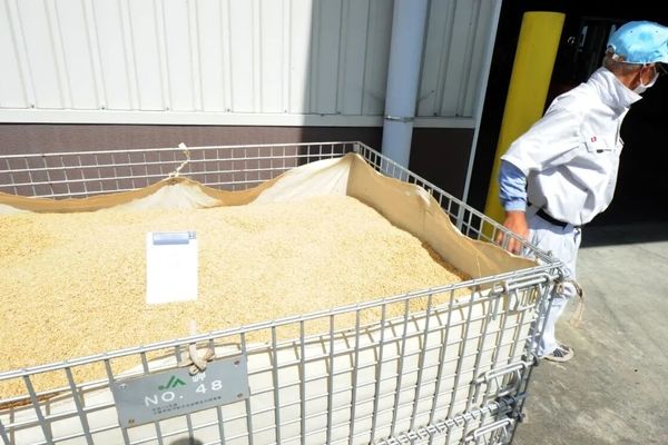 قیمت برنج در ژاپن به بحران تبدیل شد