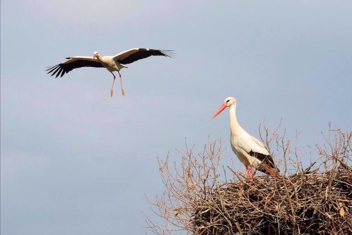 شهر لک لک ها