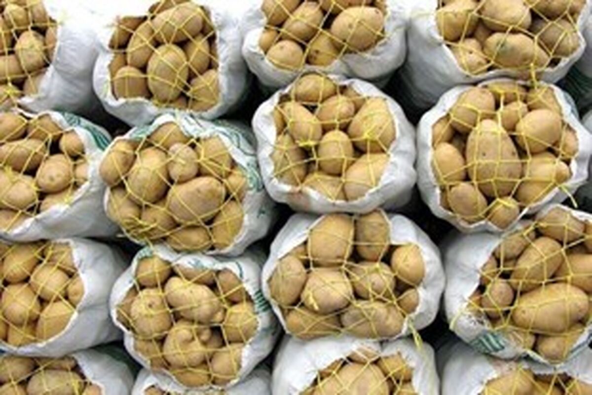 سیب زمینی