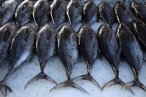 مصرف سرانه گوشت ماهی باید افزایش یابد