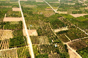 پیش‌بینی تولید ۲۶۰ هزار تن محصولات باغی در چهارمحال و بختیاری
