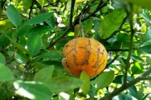 بالشتک؛ آفتی که مرکبات مازندران را تهدید می کند