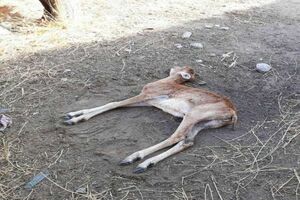 بیماری«اکتیما» موجب تلف شدن 30 راس میش و بره در پارک ملی سالوک شد
