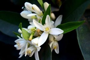 آغاز برداشت بهارنارنج در گیلان/ خواص درمانی بسیار زیاد گلبرگ های عطرآگین