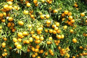 شناسنامه دار شدن 145 هکتار باغ مرکبات جویبار