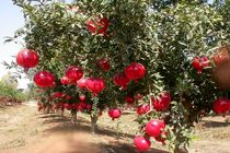 راز جوانی در انار