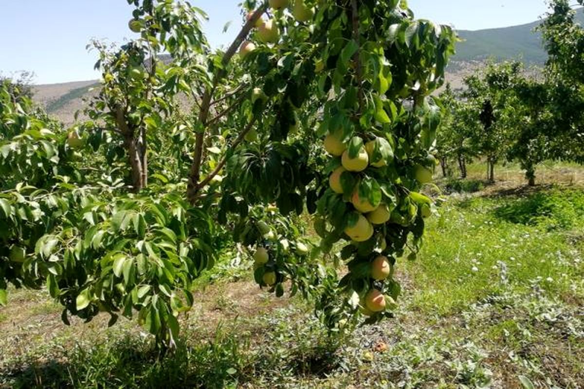برداشت گلابی در نوشهر
