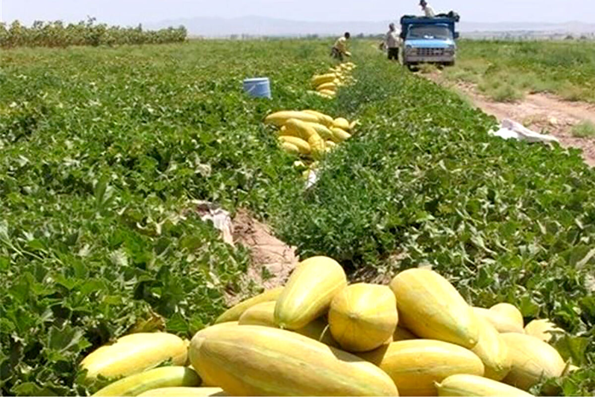 برداشت خربزه در خواف