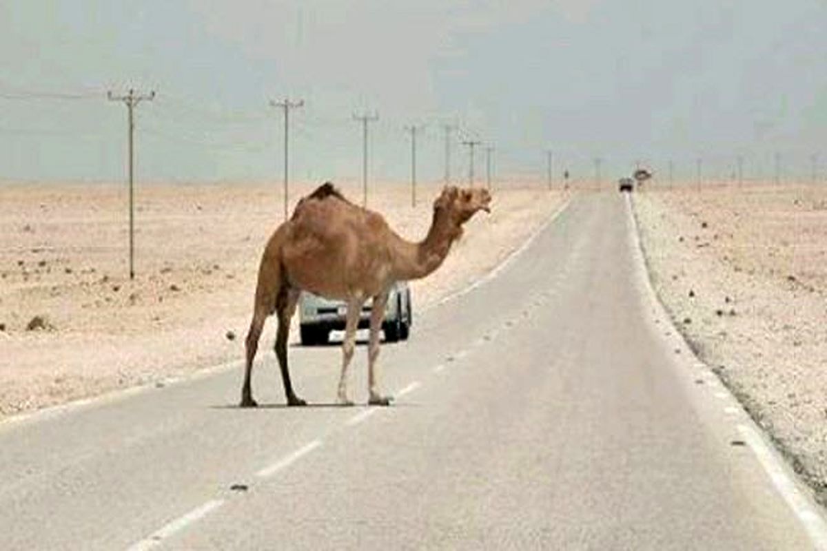 تصادف با شتر