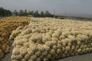محموله ۱۹۷ تُنی پیاز به کشور کویت صادر شد