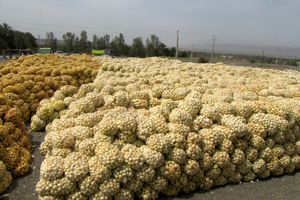 خرید توافقی پیاز در هرمزگان آغاز شد