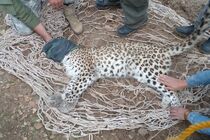 نجات یک پلنگ در کوه چنار؛ نمایش تعهد مردم به حفاظت از حیات وحش در معرض خطر
