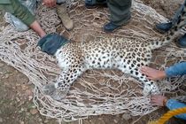 نجات یک پلنگ در کوه چنار؛ نمایش تعهد مردم به حفاظت از حیات وحش در معرض خطر