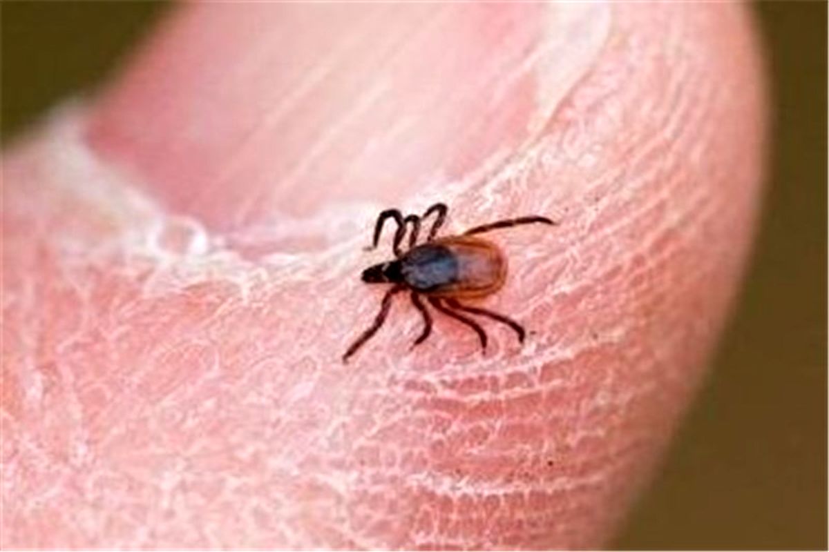 ناقل بیماری تب کریمه کنگو