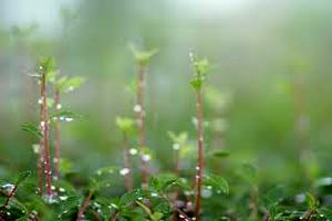 سامانه بارشی از امشب  وارد خوزستان می شود