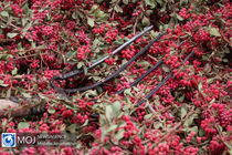 پیش بینی برداشت بیش از 21 تن زرشک از باغات استان اصفهان